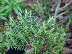Pimelea tomentosa