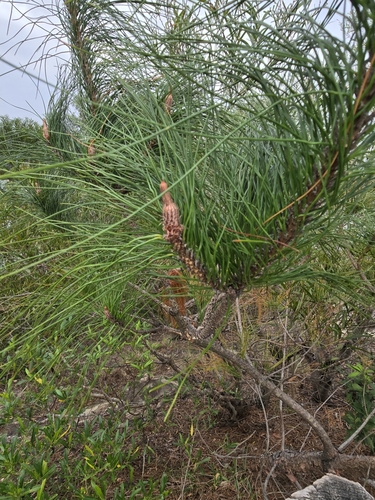Image of Pinus massoniana by (c) 賴碧珠, some rights reserved (CC BY)