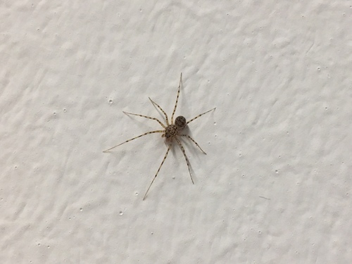 Pljuvajući pauk (Scytodes thoracica)