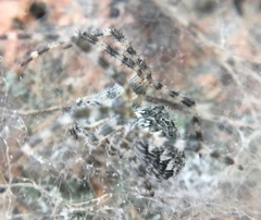 Araneus cavaticus