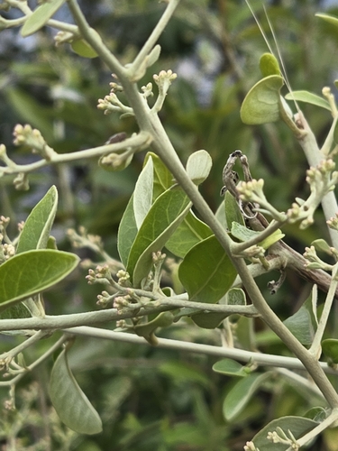 Image of Tarlmounia elliptica by (c) 賴碧珠, some rights reserved (CC BY)