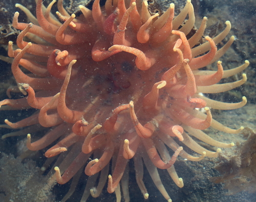 Cribrinopsis fernaldi