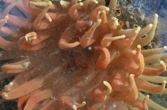 Cribrinopsis fernaldi