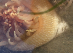 Cribrinopsis fernaldi