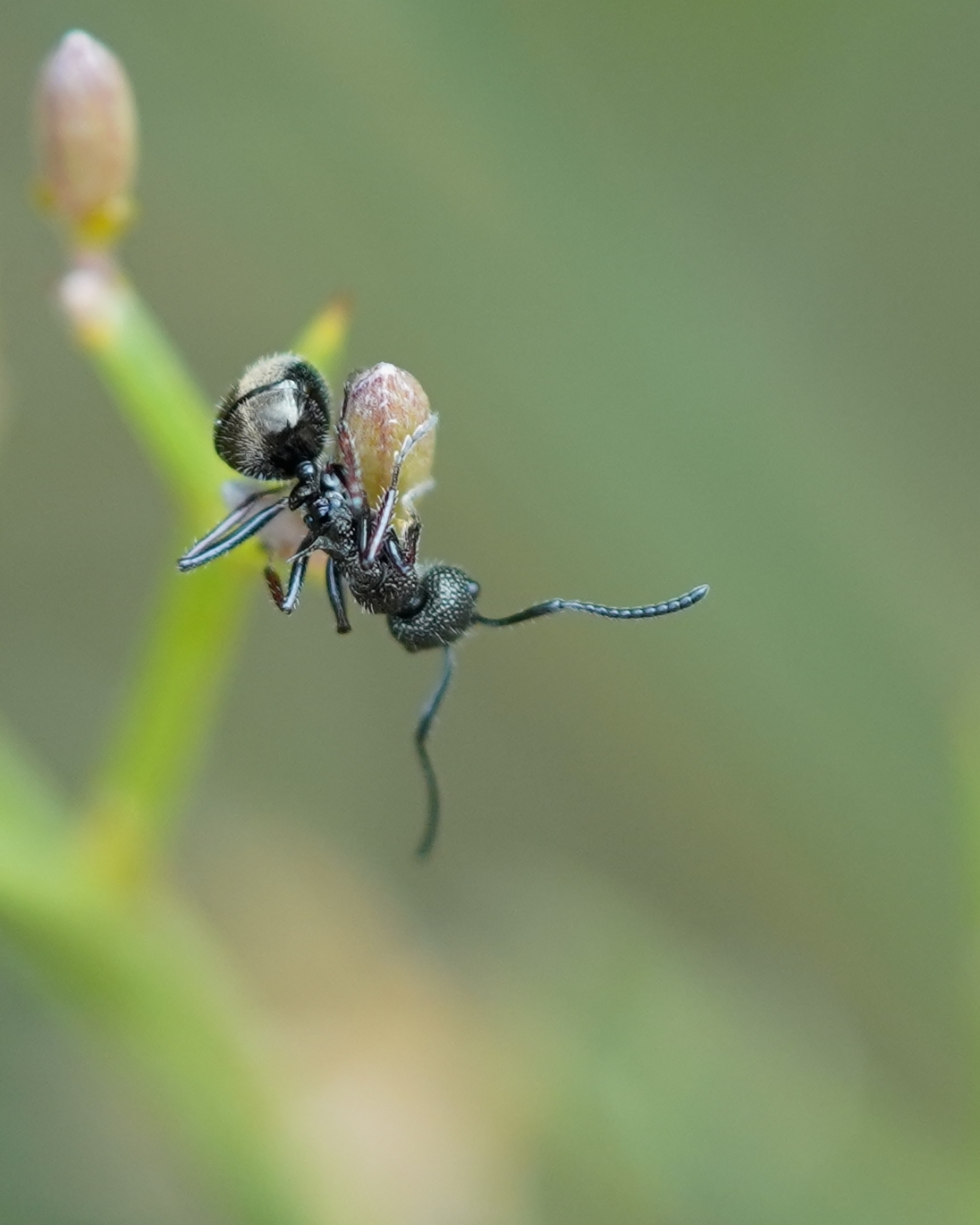 Dolichoderus rufotibialis