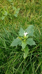 Datura stramonium