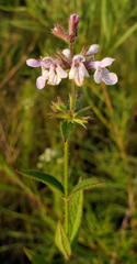 Stachys pilosa