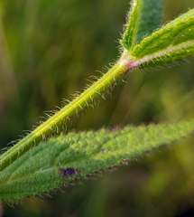 Stachys pilosa