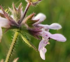 Stachys pilosa