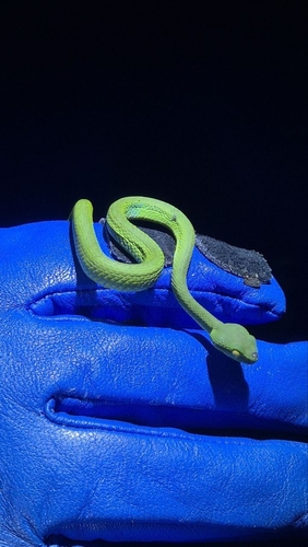 Blue-lipped green pitviper
