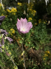 Sidalcea oregana