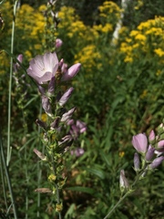 Sidalcea oregana