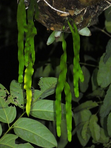 Image of Ophioderma pendulum by (c) Kai Squires, some rights reserved (CC BY)