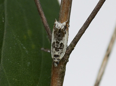 Ancylis laetana