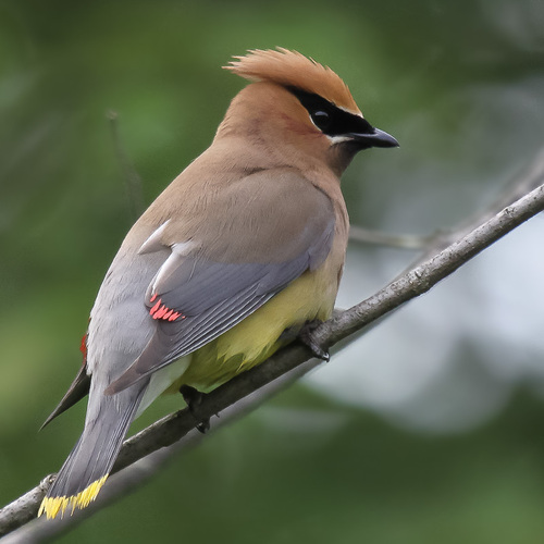 Cedar Waxwing photographed in New Jersey