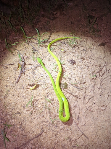 Southern Green Python sighting