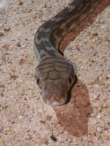 Australian Scrub Python sighting