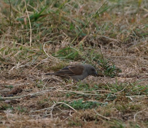 Parrot-billed Sparrow (Passer gongonensis), photo 9