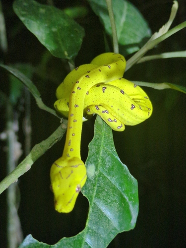 Southern Green Python sighting