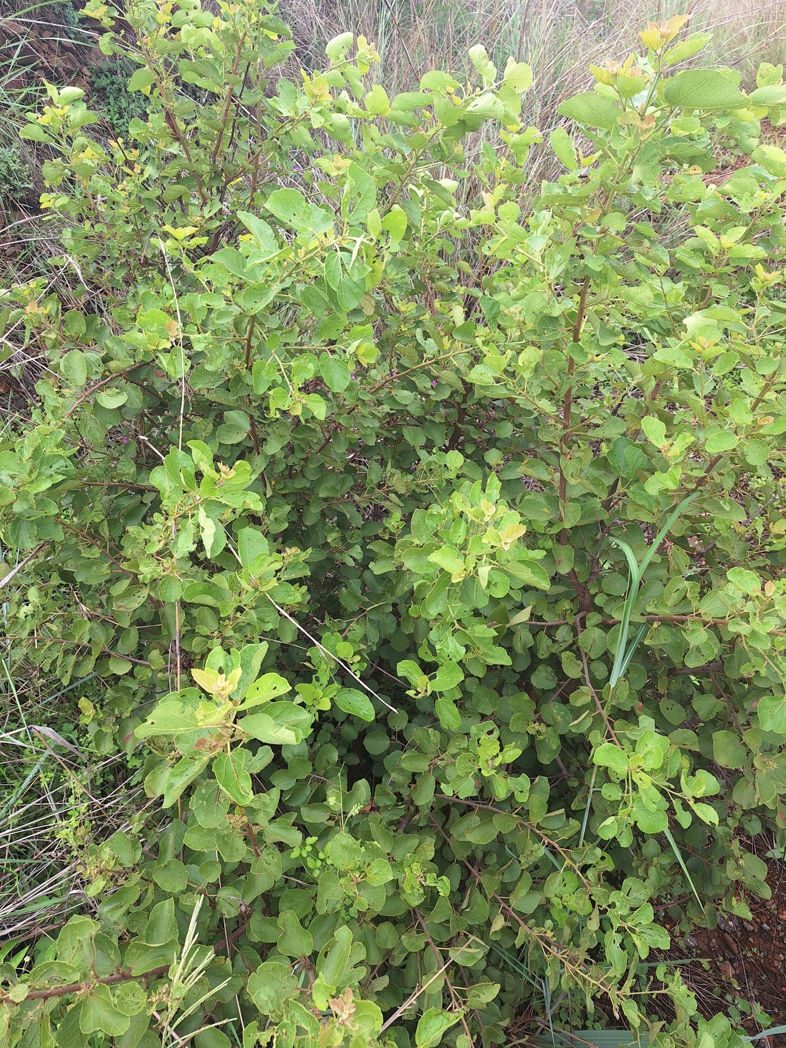 Imagem de Maiden's Bush