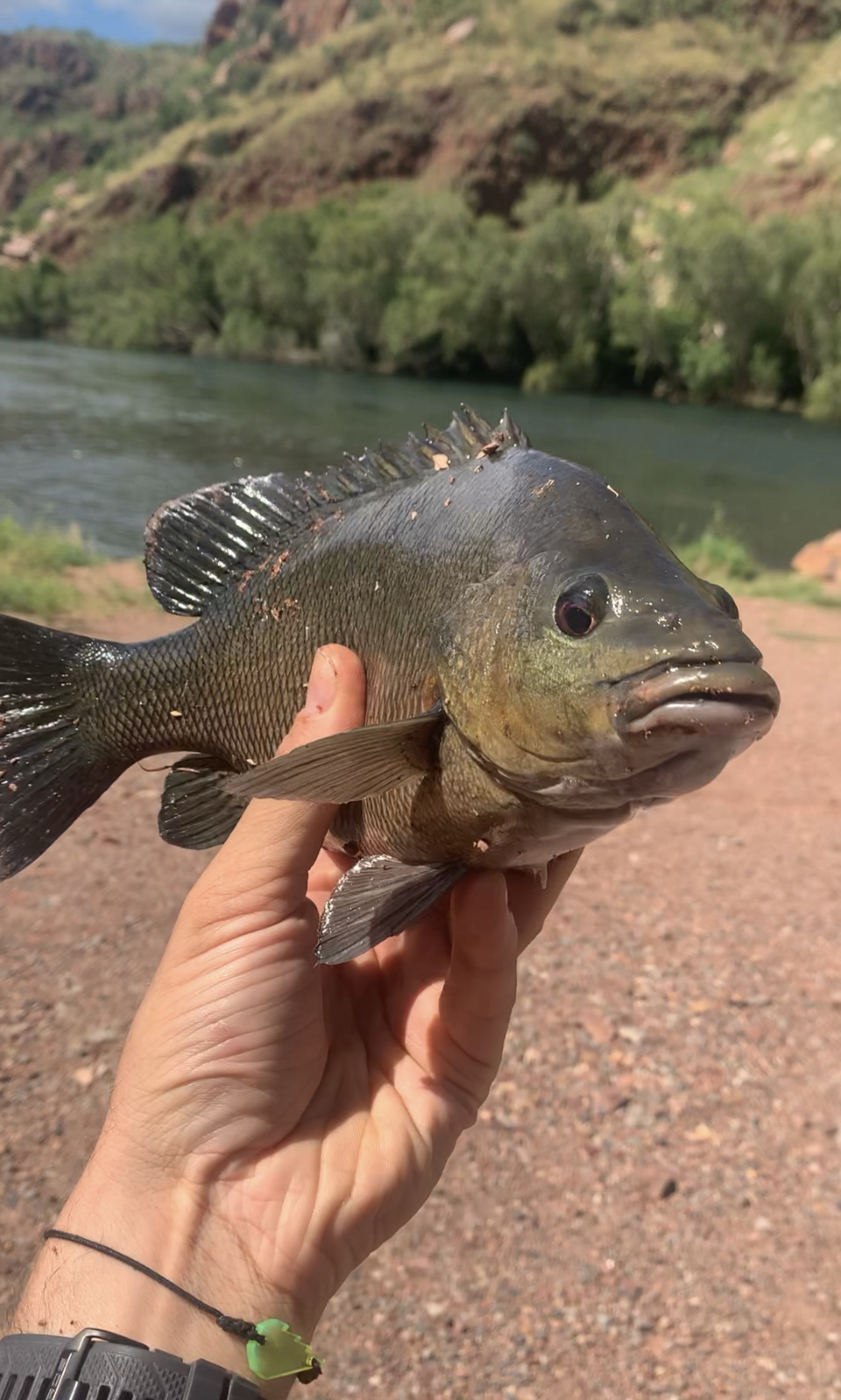 Western Sooty Grunter photo 3
