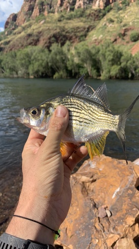 Giant glassfish (Parambassis gulliveri) — Ambassidae — 5