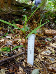 Pterostylis agathicola