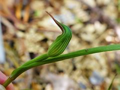 Pterostylis agathicola