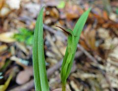 Pterostylis agathicola