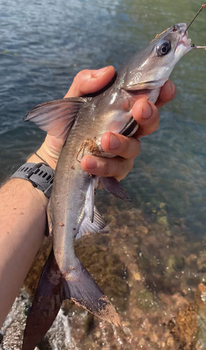 Midgley's catfish (Neoarius midgleyi) — Ariidae — 2