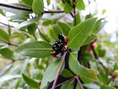 Pittosporum cornifolium