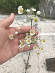 Erigeron annuus