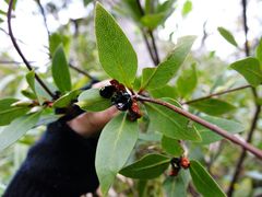 Pittosporum cornifolium