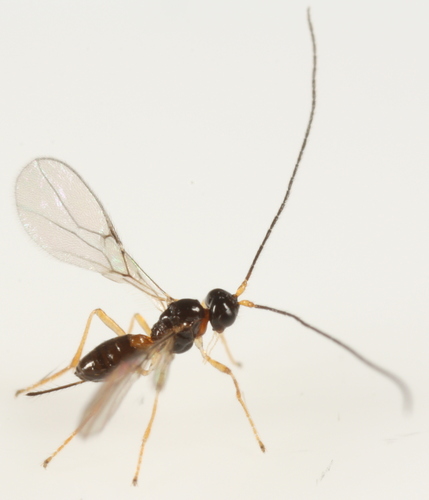 Aphaereta pallipes observed 2014-08-15