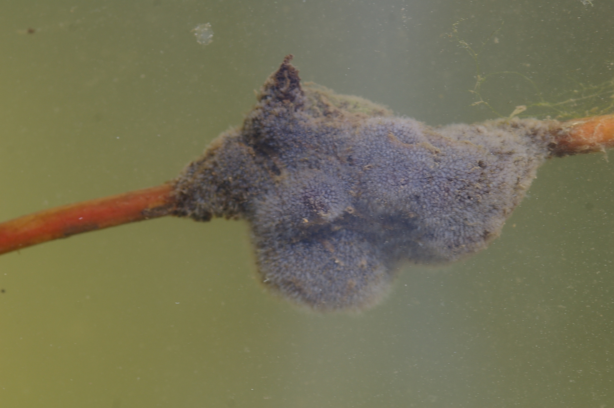Plumatella fungosa (Pallas, 1768)