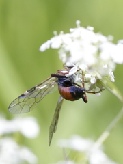 Tenthredopsis tarsata