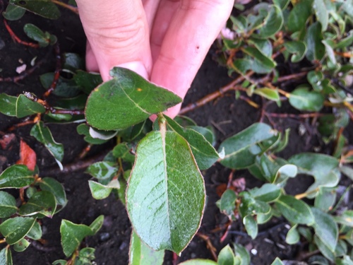 Vrjesovke (Ericaceae)