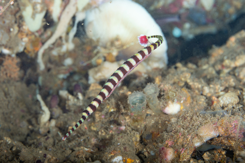 Banded pipefish (Dunckerocampus dactyliophorus) — Syngnathidae — 4