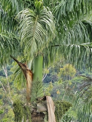 Roystonea oleracea