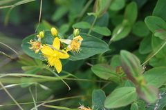 Hypericum graveolens