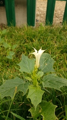 Datura stramonium