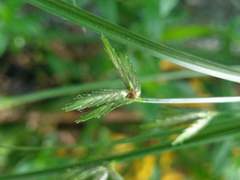 Cyperus compressus