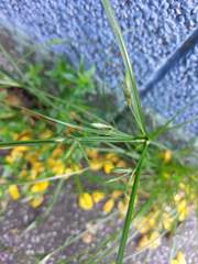 Cyperus compressus