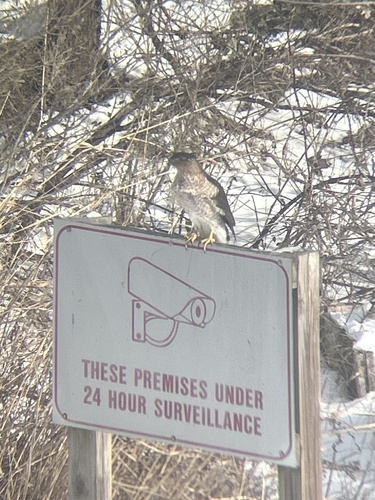 Cooper's Hawk photographed in Maryland