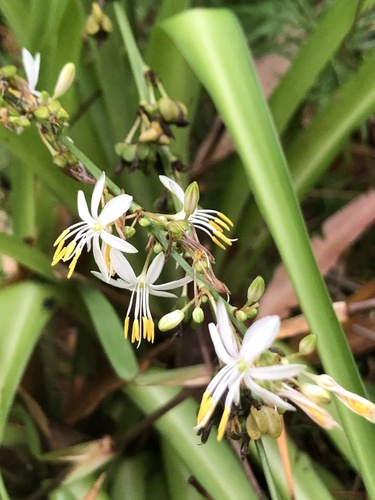 Chlorophytum comosum