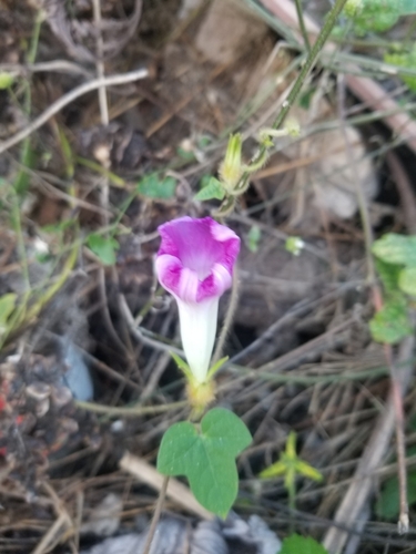 Foto de Corda-de-viola