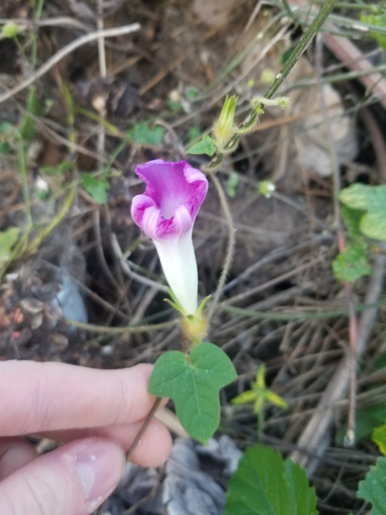 Imagem de Corda-de-viola