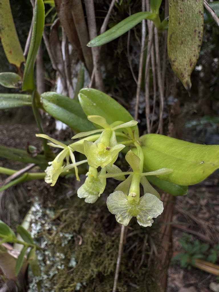 Epidendrum pseudodifforme Hágsater 2