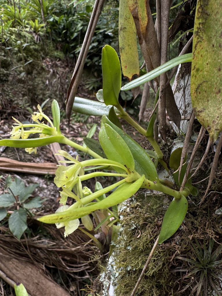 Epidendrum pseudodifforme Hágsater 3