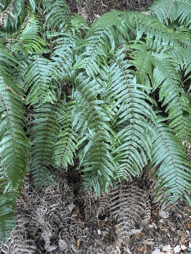 Diploterigium glaucum (Diplopterygium glaucum)